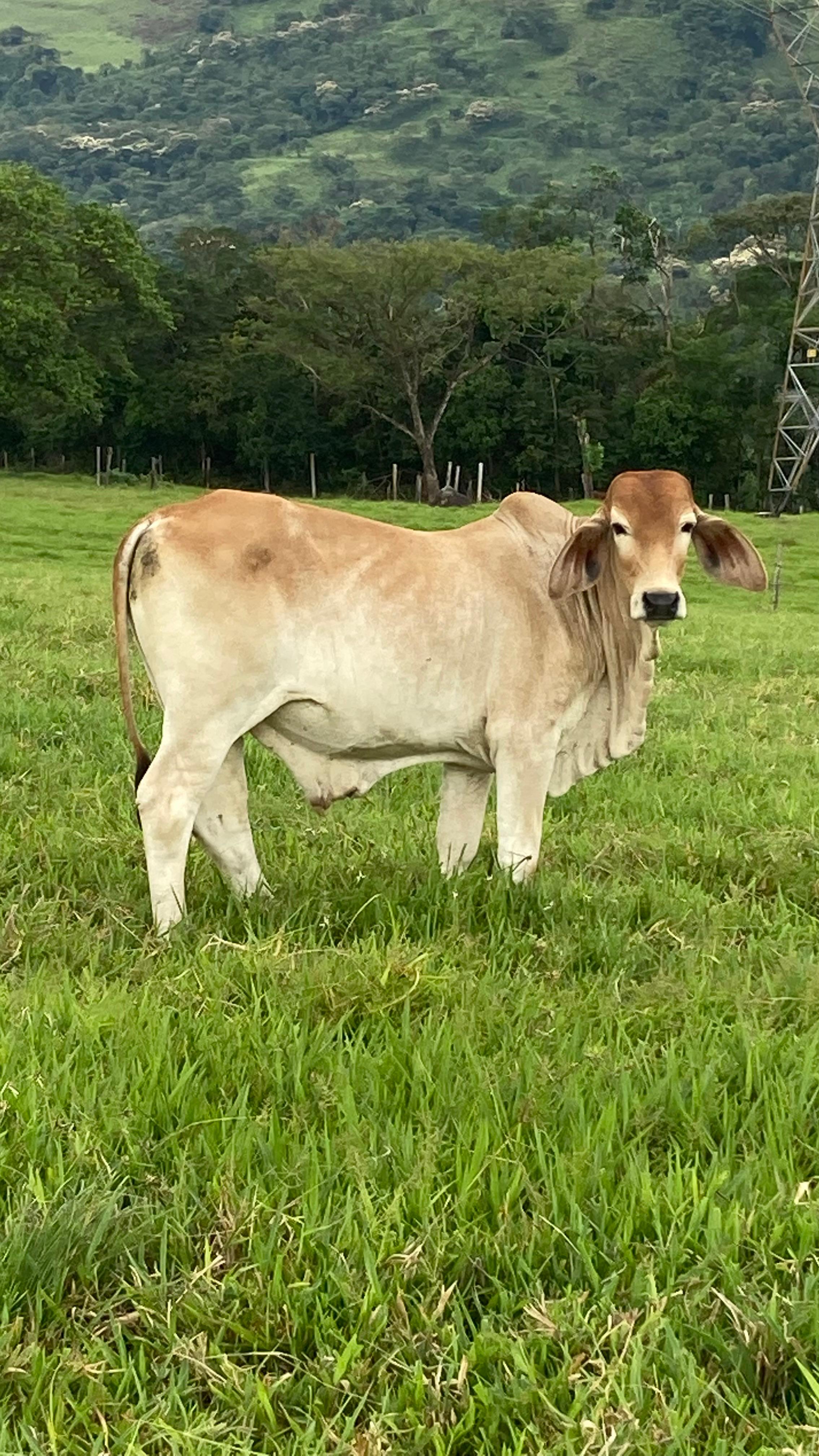 Novillo ó su valor en efectivo